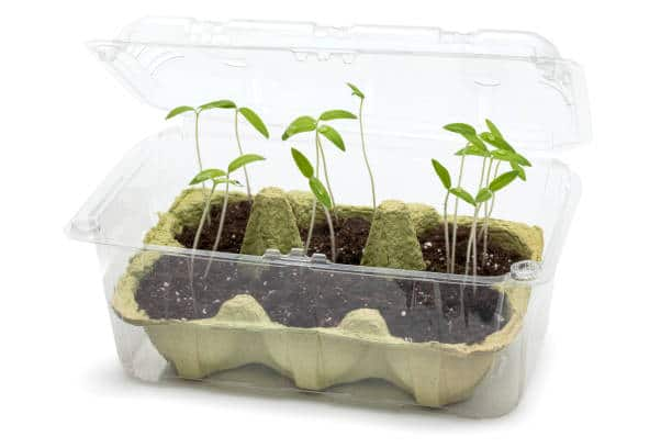 Jardinage à l'école/Recyclage Arts (22202)